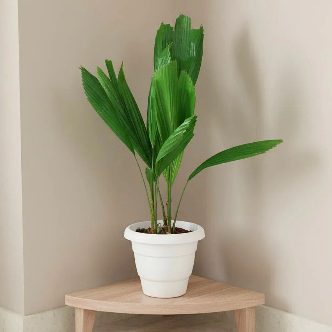Table Fan Palm (~ 1.5 Ft) in 7 Inch Classy White Round Pot