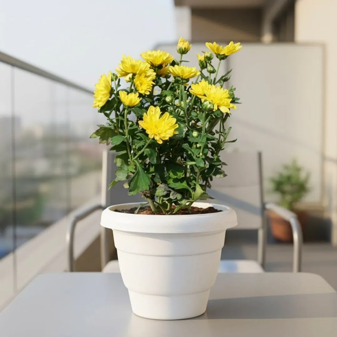 Chrysanthemum / Guldawari / Guldaudi Yellow in 8 Inch White Classy Plastic Pot