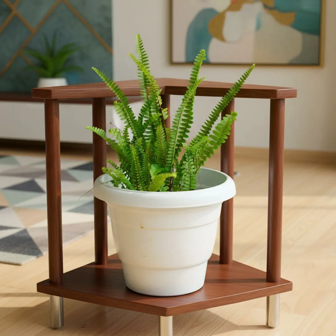 Boston Fern Green in 8 Inch White Classy Plastic Pot