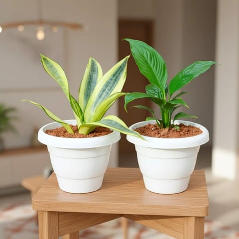 Set Of 2 - Snake Golden & Peace Lily in 8 Inch Live Fresh Plant White Classy Plastic Pot in Sector 77