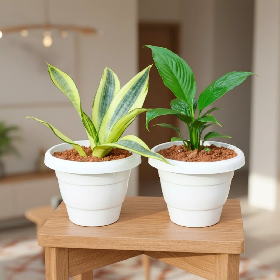 Set Of 2 - Snake Golden & Peace Lily in 8 Inch White Classy Plastic Pot
