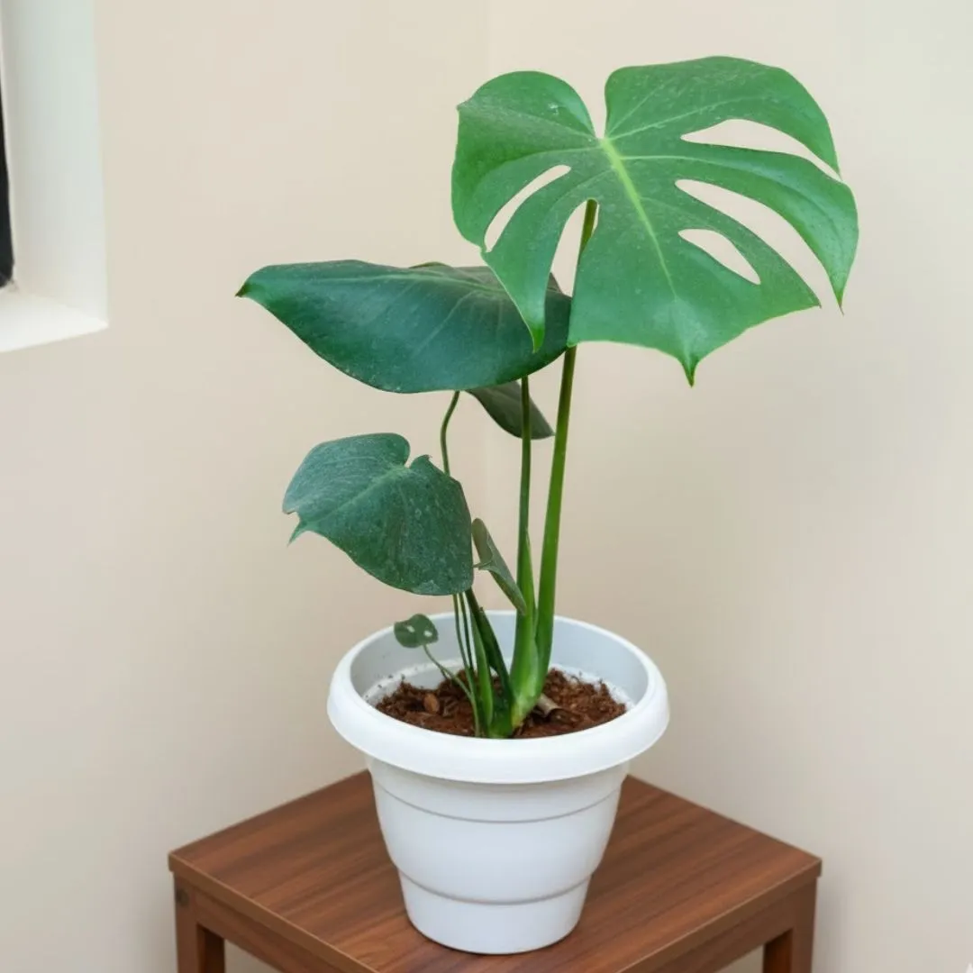 Monstera Big Leaf in 8 Inch White Classy Plastic Pot