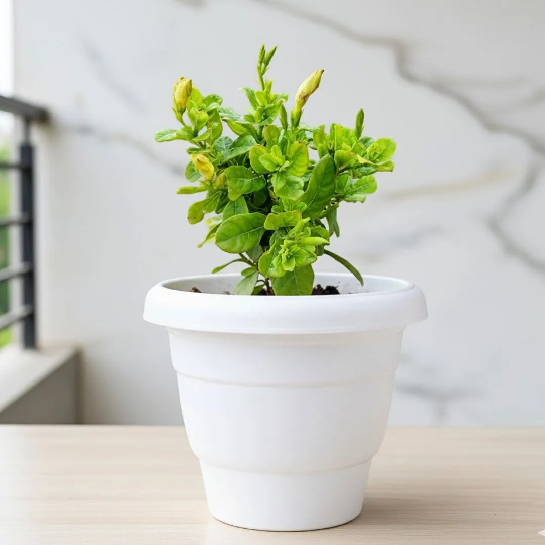 Allamanda Creeper Yellow in 8 Inch White Classy Plastic Pot