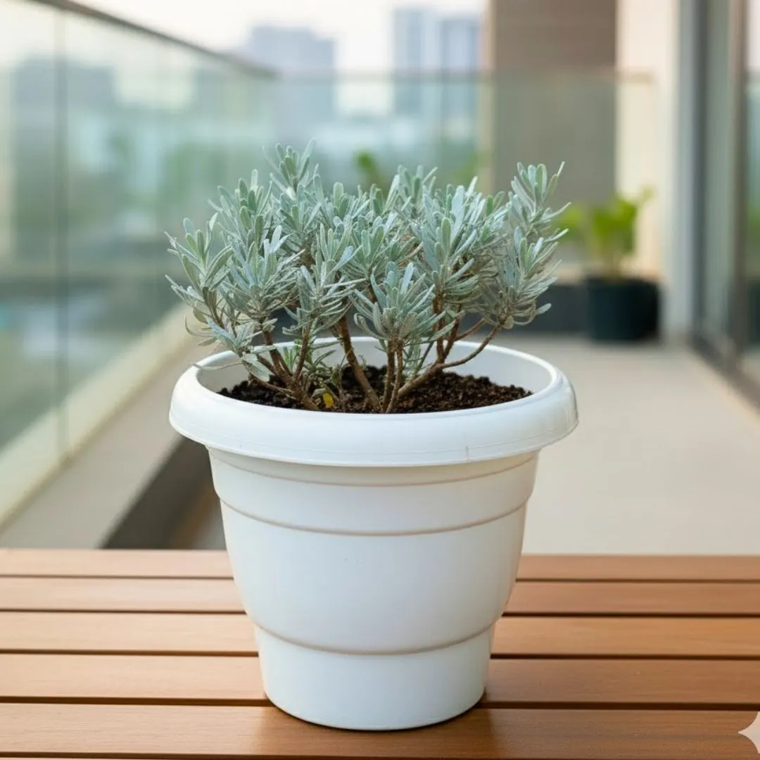 Lavender in 8 Inch White Classy Plastic Pot
