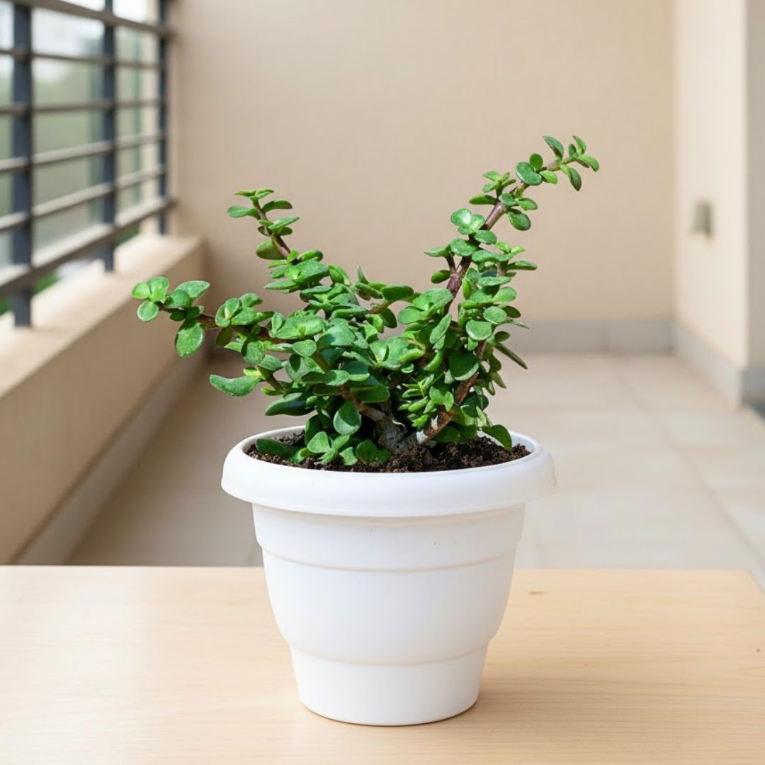 Jade in 8 Inch White Classy Plastic Pot