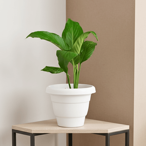 Peace Lily in 8 Inch White Classy Plastic Pot