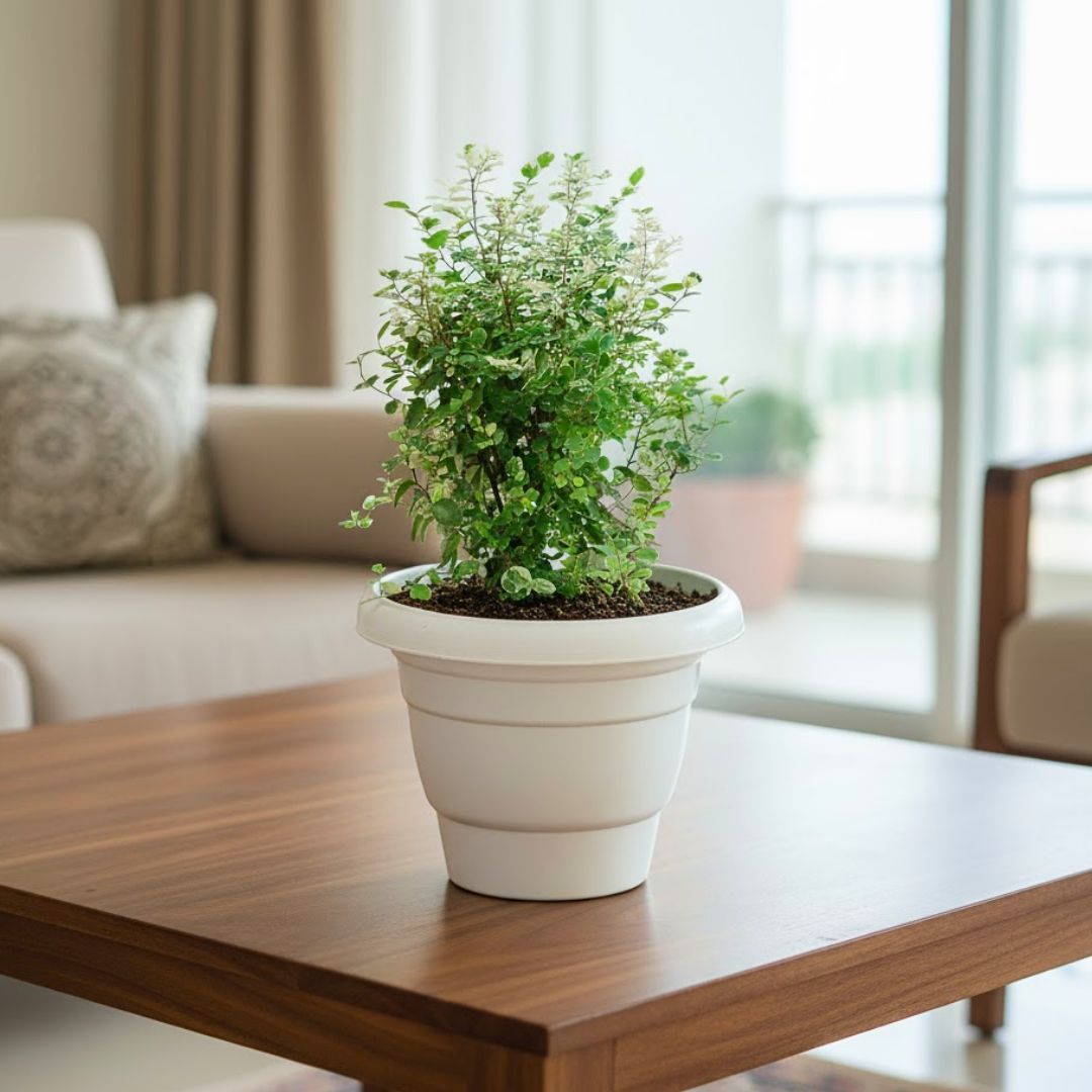Aralia Snow Bush in 8 Inch White Classy Plastic Pot