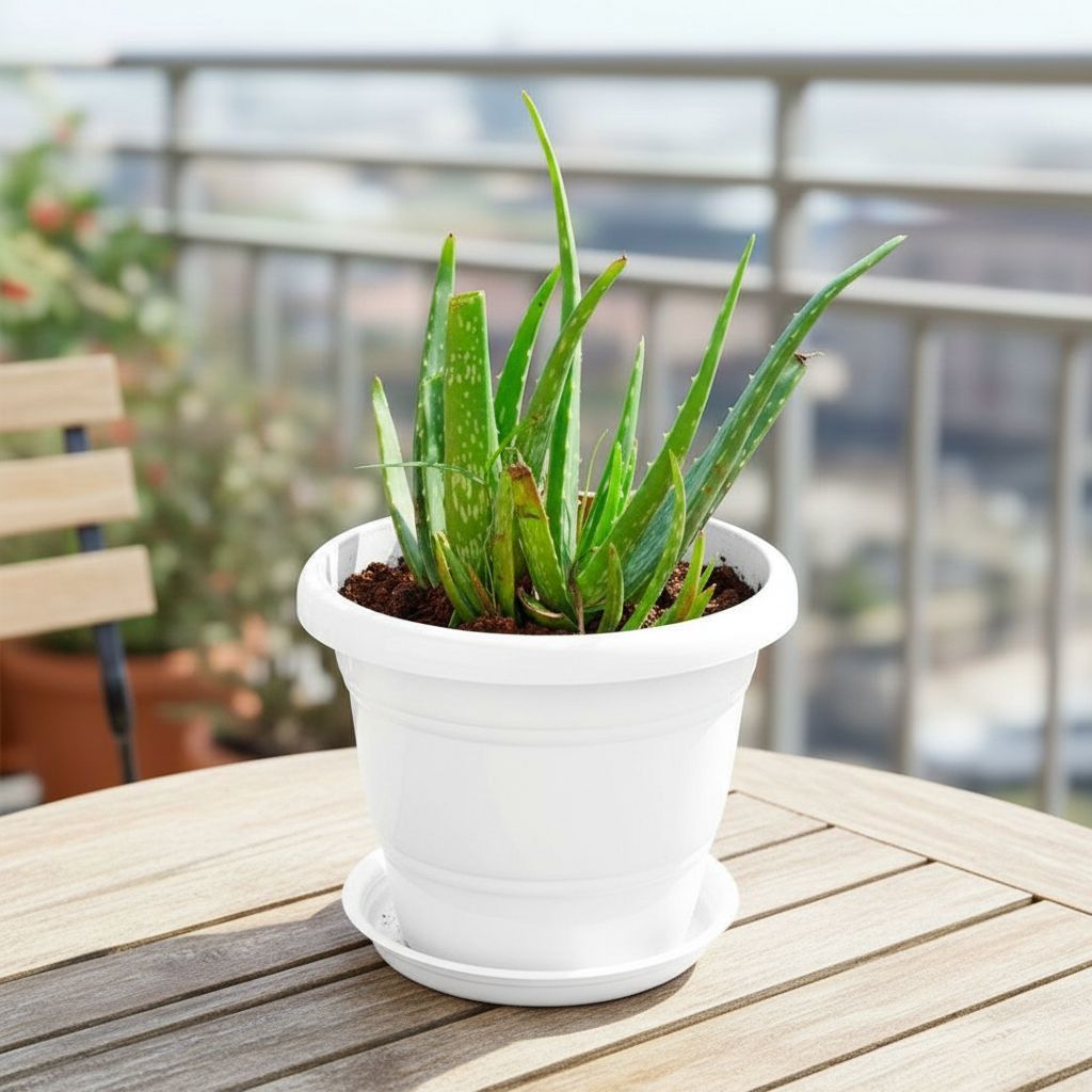 Aloe Vera in 7 Inch Classy White Plastic Pot with Tray
