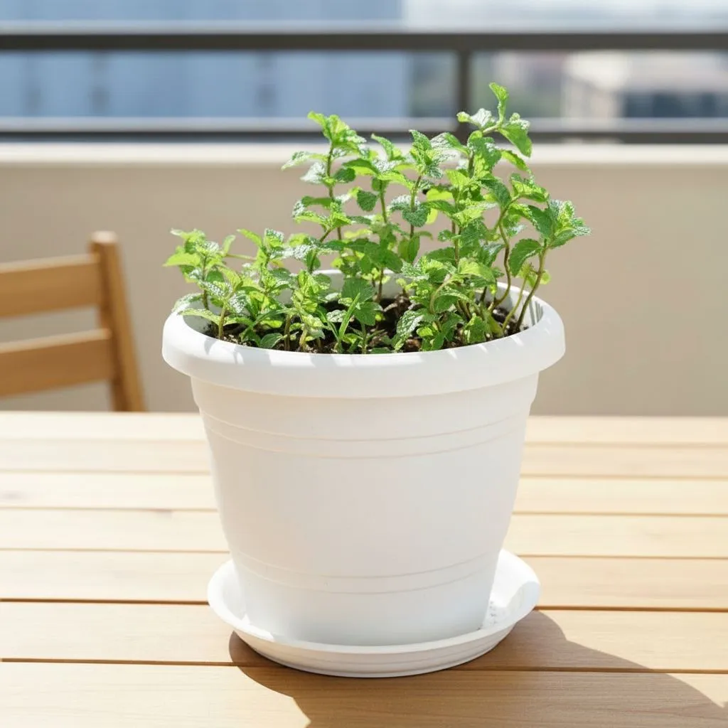 Mint / Pudina in 8 Inch Classy White Plastic Pot with Tray