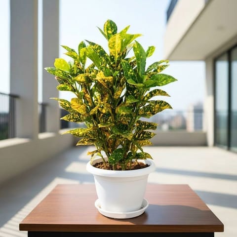 Baby Croton Gold Star in 7 Inch Classy White Plastic Pot with Tray