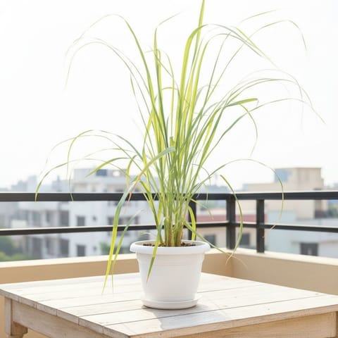 Lemon Grass in 7 Inch Classy White Plastic Pot with Tray