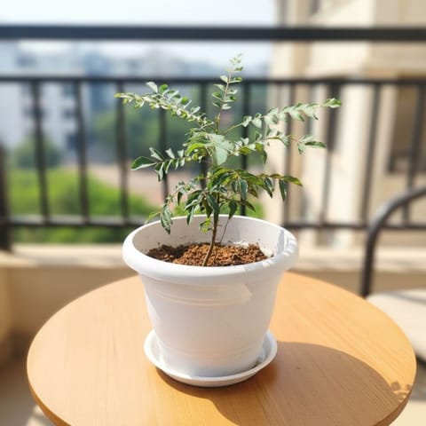 Curry Patta in 8 Inch Classy White Plastic Pot with Tray