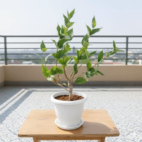 Harsingar / Parijat in 7 inch Classy White Plastic Pot with Tray