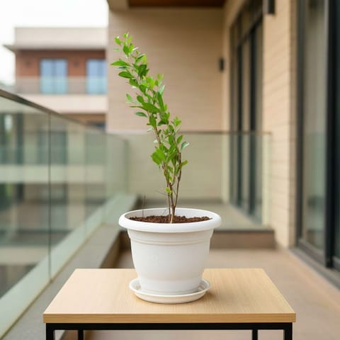 Mehndi / Henna Plant in 7 Inch Live Fresh Plant Classy White Plastic Pot in Sector 73