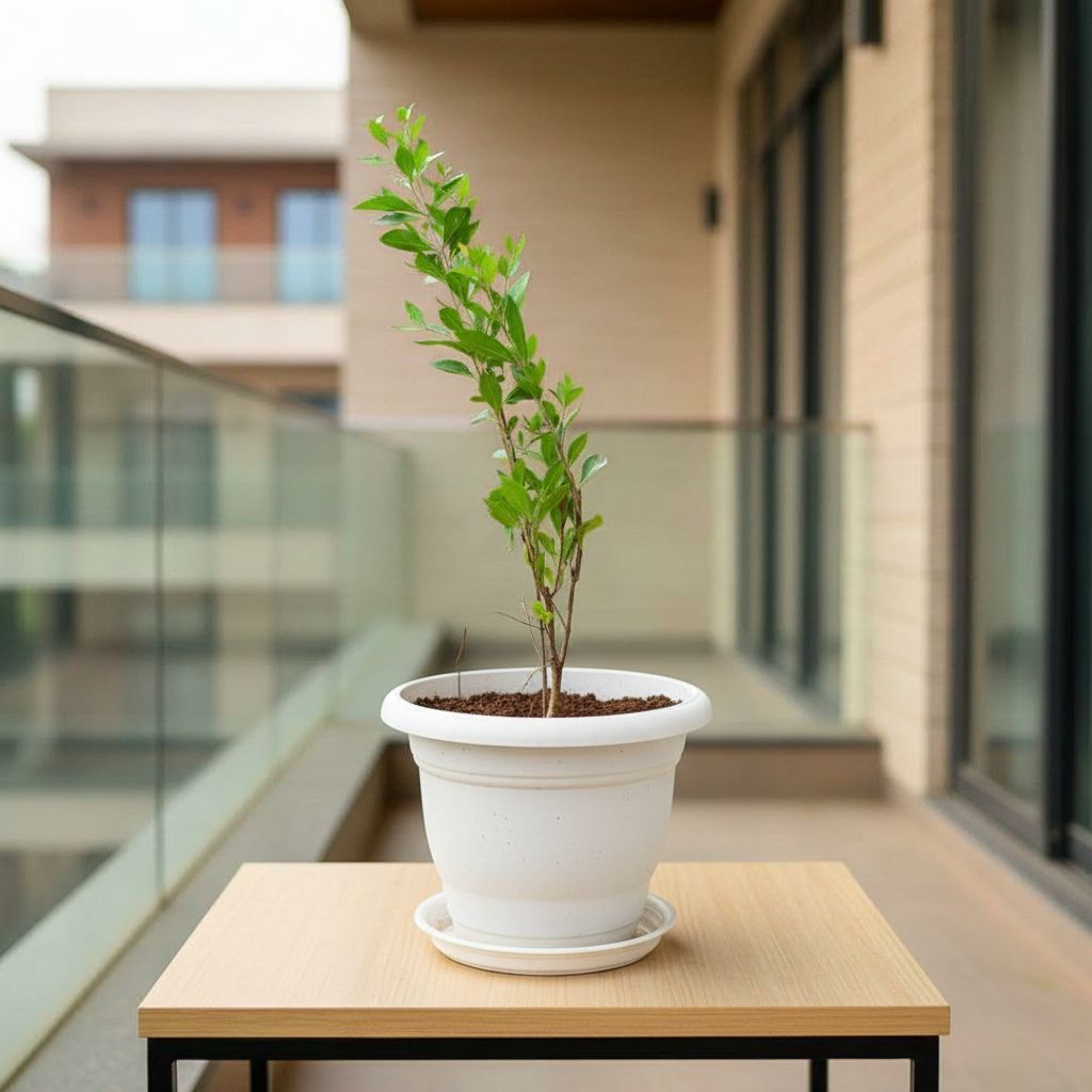 Mehndi / Henna Plant in 7 Inch Classy White Plastic Pot