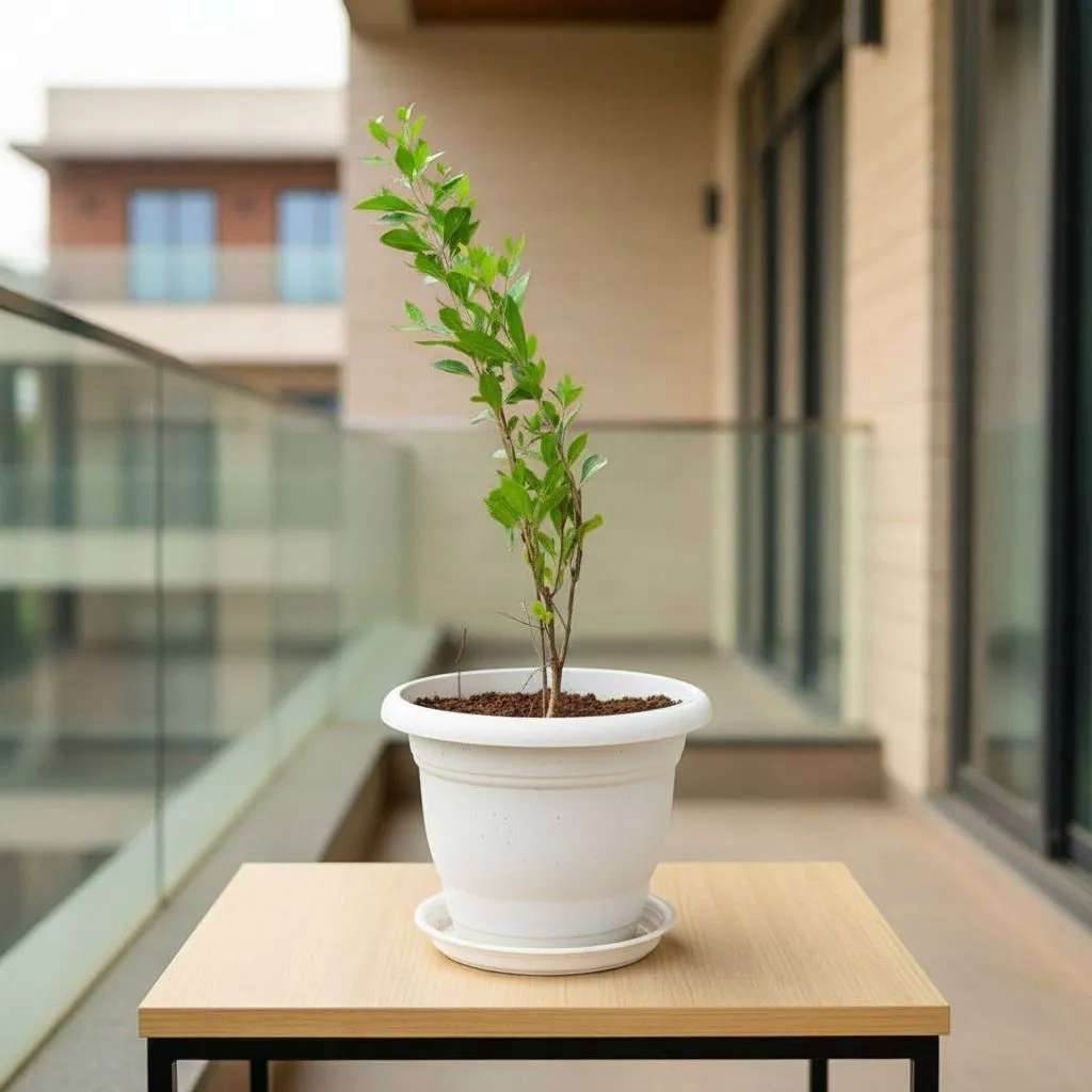 Mehndi / Henna Plant in 7 Inch Classy White Plastic Pot