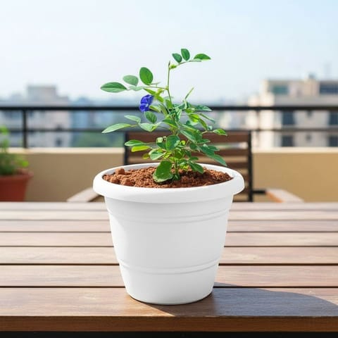 Aparajita / Asian Pigeonwings (any colour) in 7 Inch Classy White Plastic Pot