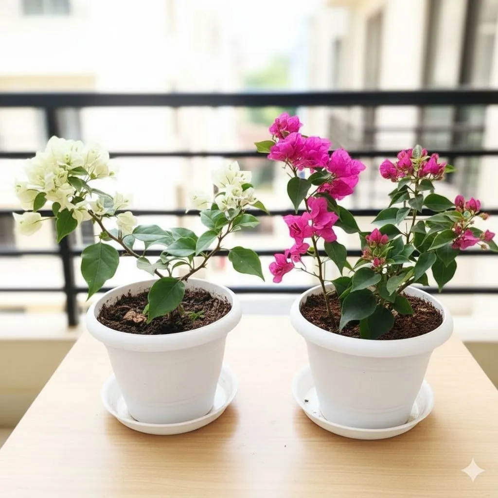 Set of 2 - Bougainvillea (White & Pink) in 7 Inch White Classy Plastic Pot with Tray