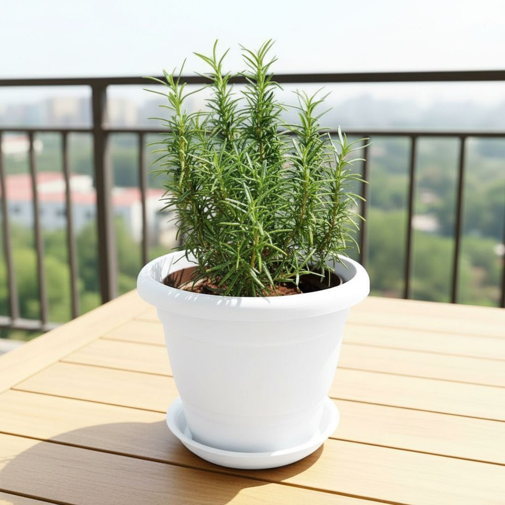 Rosemary Bushy in 7 Inch Classy White Plastic Pot with Tray