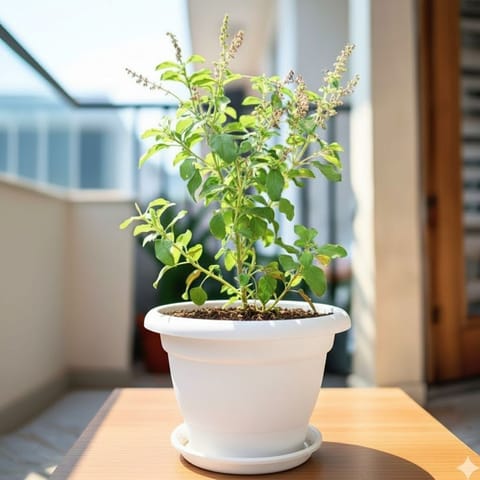 Rama Tulsi in 7 Inch Classy White Plastic Pot with Tray