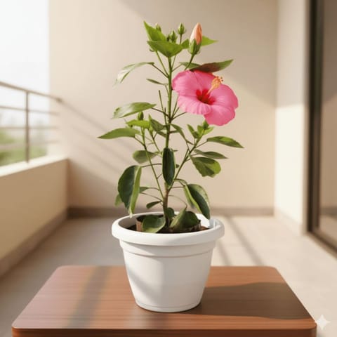Hibiscus / Gudhal Pink in 7 Inch Classy White Plastic Pot