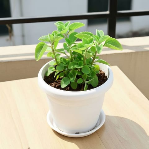 Ajwain / Carom Seed Plant in 8 Inch Classy White Plastic Pot with Tray