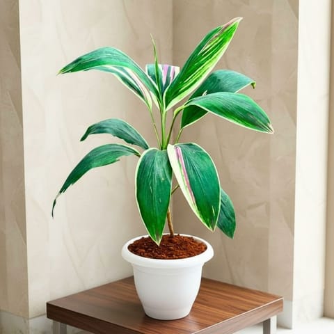 Dracaena Cordyline Green in 7 Inch Classy White Plastic Pot
