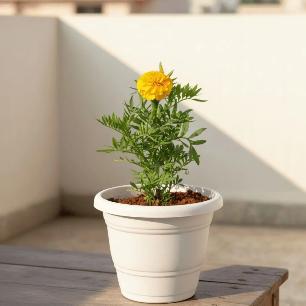 Marigold / Genda French Yellow in 7 Inch Classy White Plastic Pot
