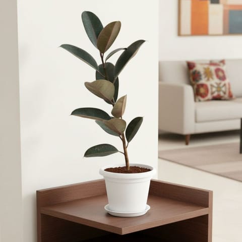 Rubber Black in 7 Inch Classy White Plastic Pot with Tray