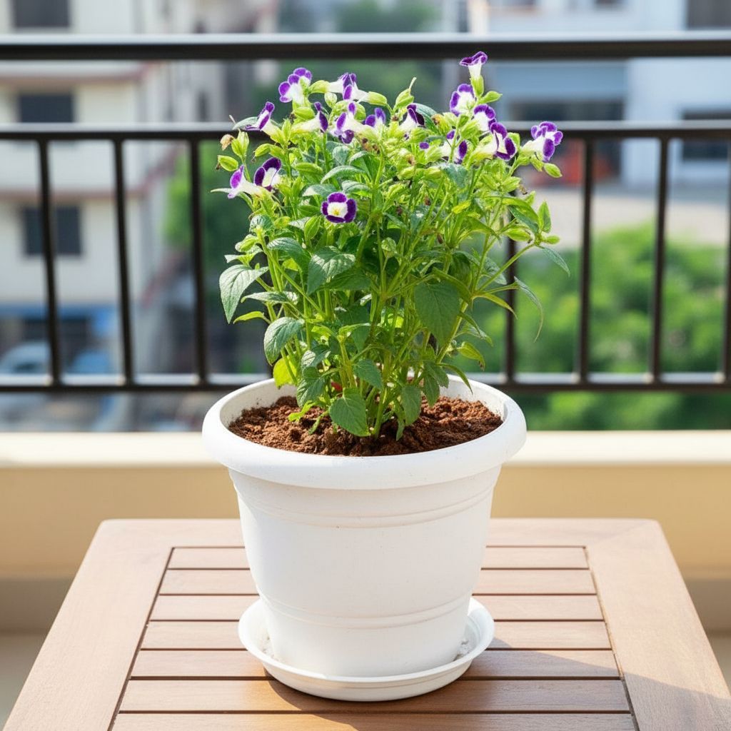 Wishbone / Torenia Blue in 7 Inch Classy White Plastic Pot with Tray