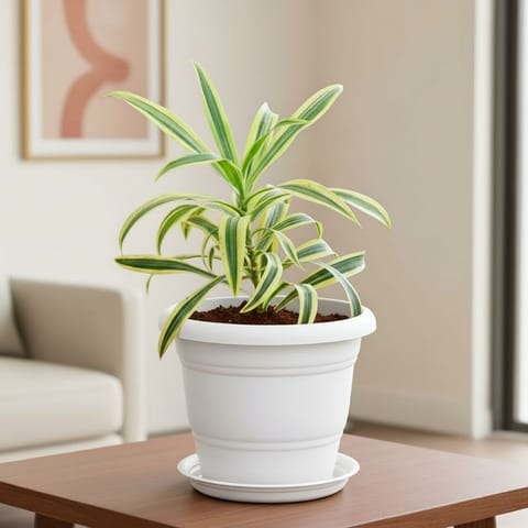 Song Of India in 7 Inch Classy White Plastic Pot with Tray