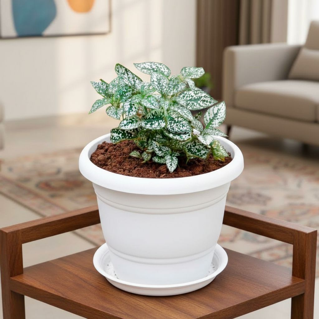 Polka Dot Green in 7 Inch Classy White Plastic Pot with Tray