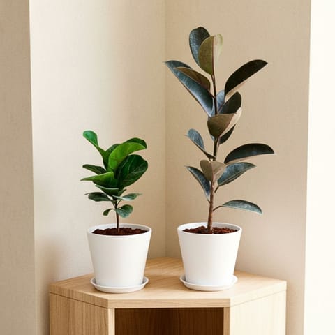 Set of 2 - Rubber Black & Fiddle Leaf in 7 Inch Classy White Plastic Pot with Tray