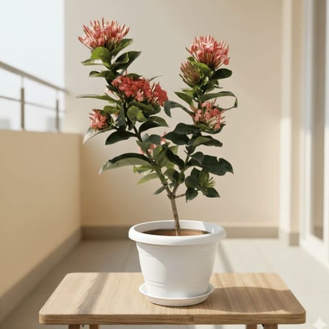Ixora Pink in 7 Inch Classy White Plastic Pot with Tray