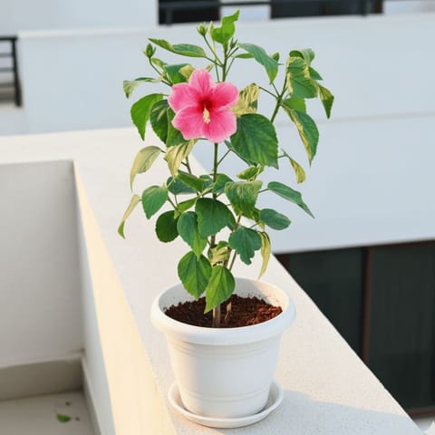 Hibiscus / Gudhal (any colour) in 7 Inch Live Fresh Plant Classy White Plastic Pot with Tray in Kalkaji
