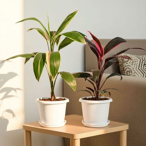 Set of 2 - Dracaena Cordyline Rosea & Cordyline Green in 7 Inch Live Fresh Plant Classy White Plastic Pot in Mumbai Mumbai
