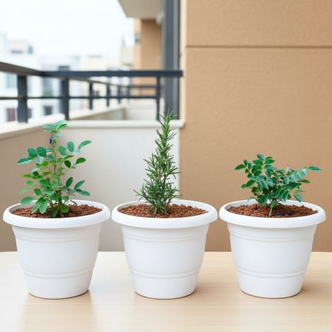 Set of 3 - Rose Mary, Aparajita & Curry Patta) in 7 Inch Classy White Plastic Pot