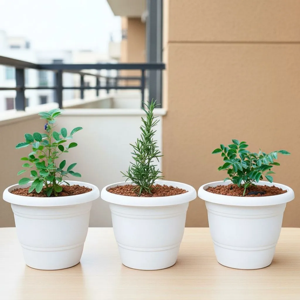 Set of 3 - Rose Mary, Aparajita & Curry Patta) in 7 Inch Classy White Plastic Pot