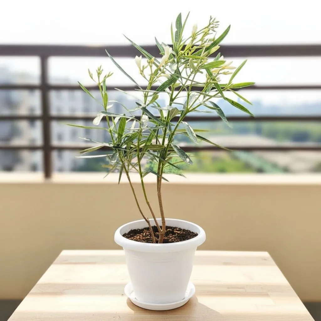 Kaner / Oleander White in 7 Inch Classy White Plastic Pot with Tray
