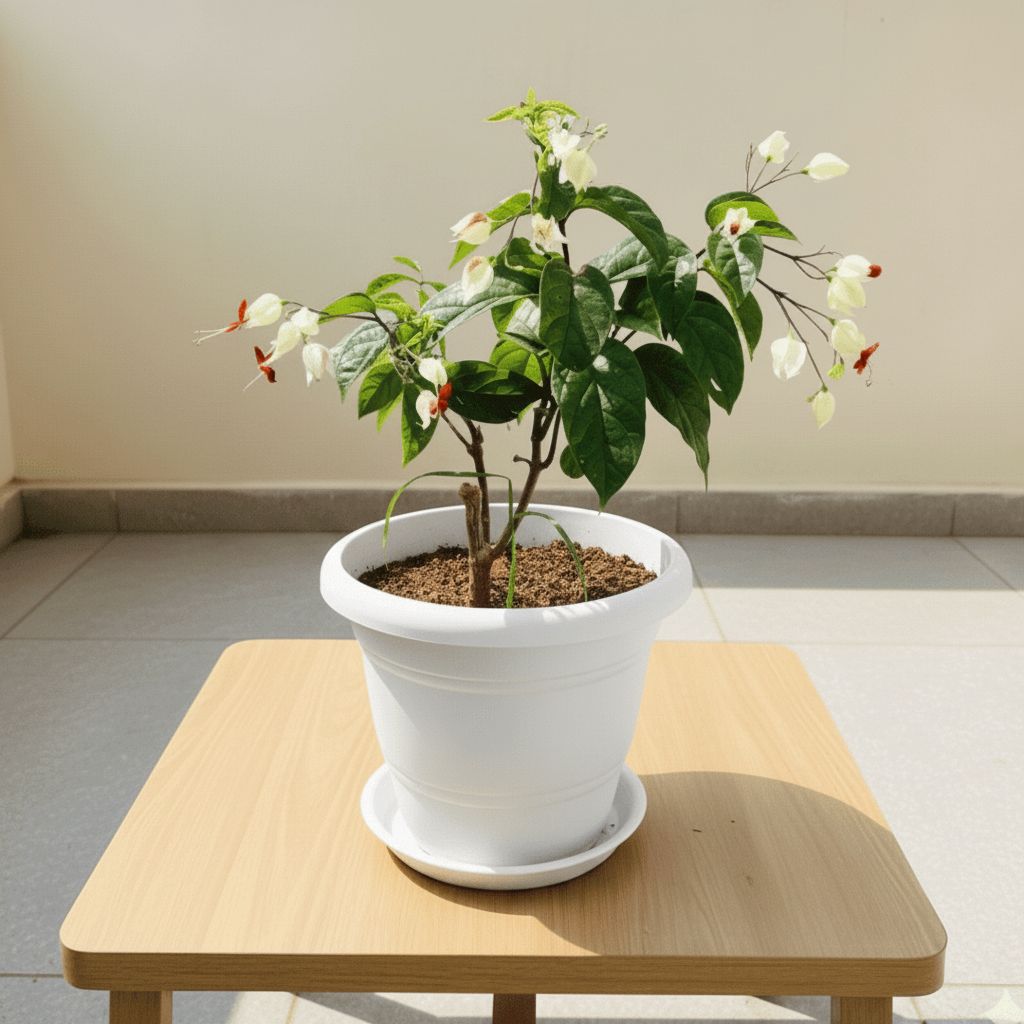 Bleeding Heart (any colour) in 7 Inch Classy White Plastic Pot with Tray