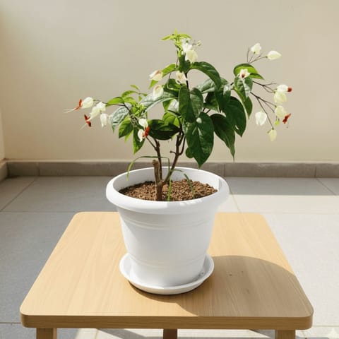 Bleeding Heart (any colour) in 7 Inch Classy White Plastic Pot with Tray