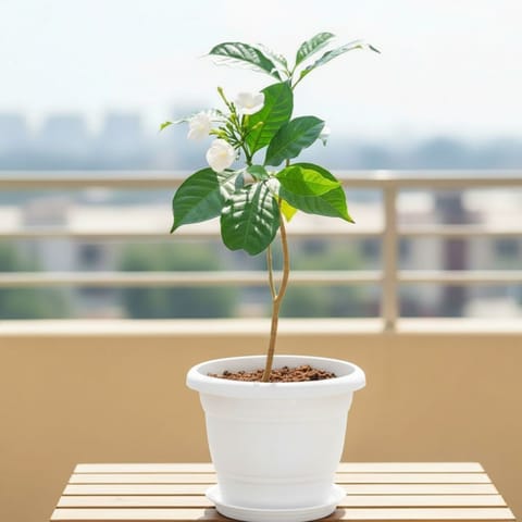 Arabian Jasmine in 7 Inch Live Fresh Plant Classy White Plastic Pot with Tray in Rajouri Garden