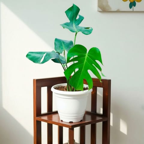Monstera Deliciosa in 7 Inch Terracota White Classy Plastic Pot