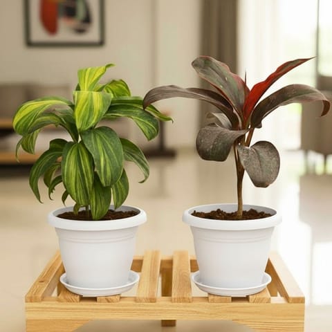 Set of 2 - Dracaena Cordyline (Red & Green) in 5 Inch Live Fresh Plant Classy White Plastic Pot with Tray in Pi 2