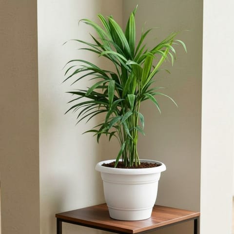 Areca Palm (~1 Ft) in 7 Inch Classy White Plastic Pot