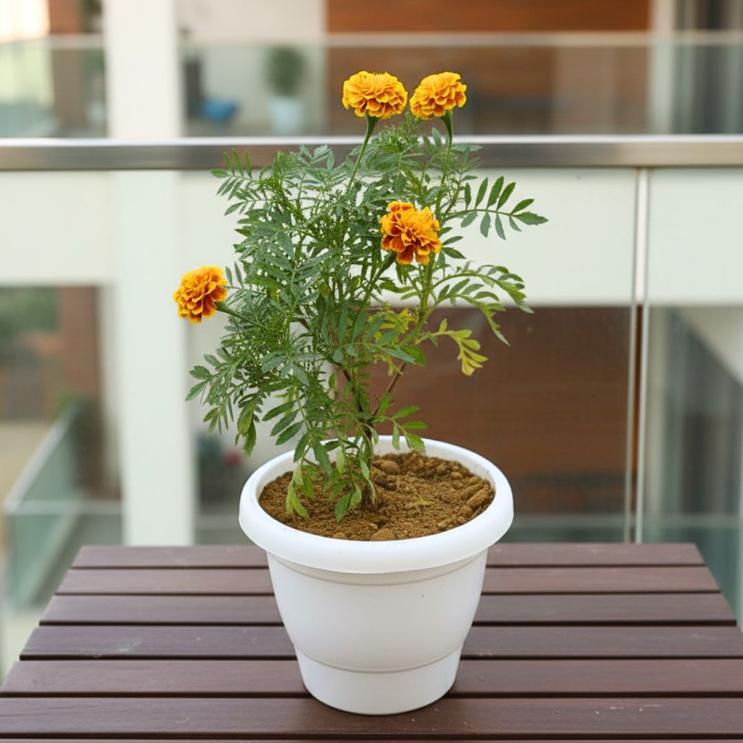 Marigold Jafri (any colour) in 8 Inch White Classy Plastic Pot