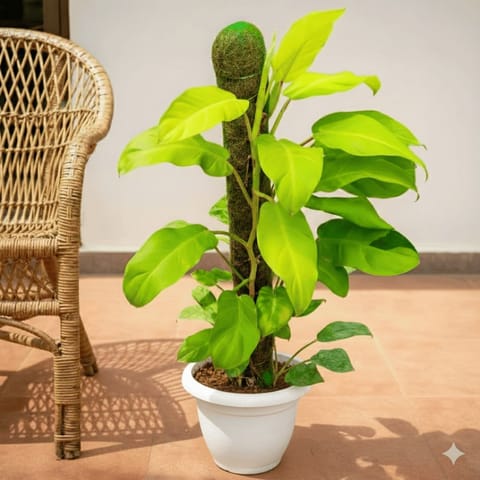 Philodendron Ceylon Gold with 3 Ft Moss Stick in 8 Inch Live Fresh Plant  White Classy Plastic Pot in Sector 76