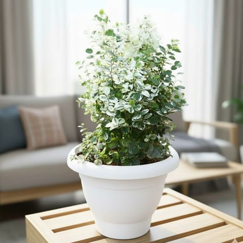 Aralia Snow Bush in 8 Inch  White Classy Plastic Pot