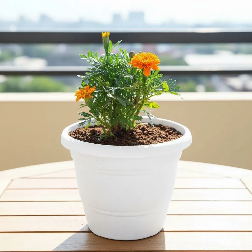 Marigold / Genda Orange in 7 Inch Classy White Plastic Pot