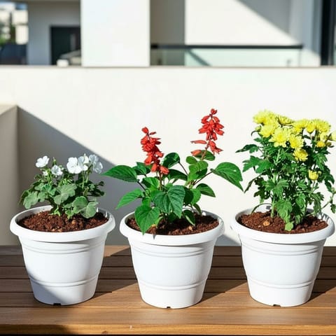 Set of 3 - Salvia, Geranium & Chrysanthemum / Guldawari / Guldaudi (any colour) in 7 Inch Classy White Plastic Pot